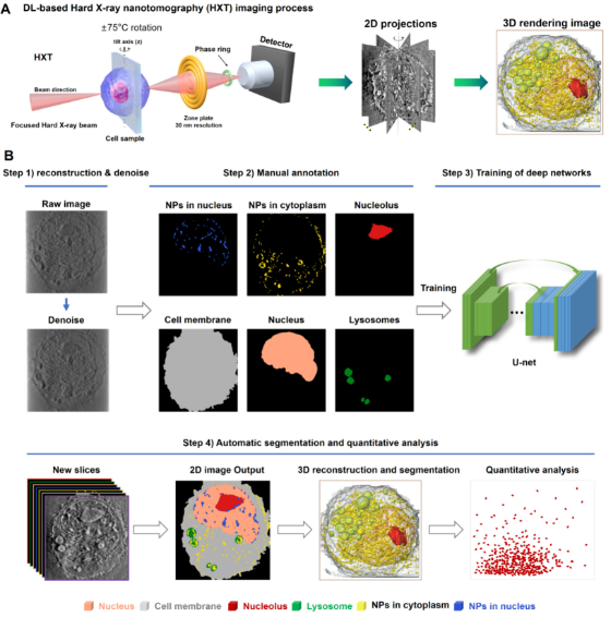 人工智能賦能納米分辨CT表征技術，驅動新型納米藥物與細胞技術研發新紀元
